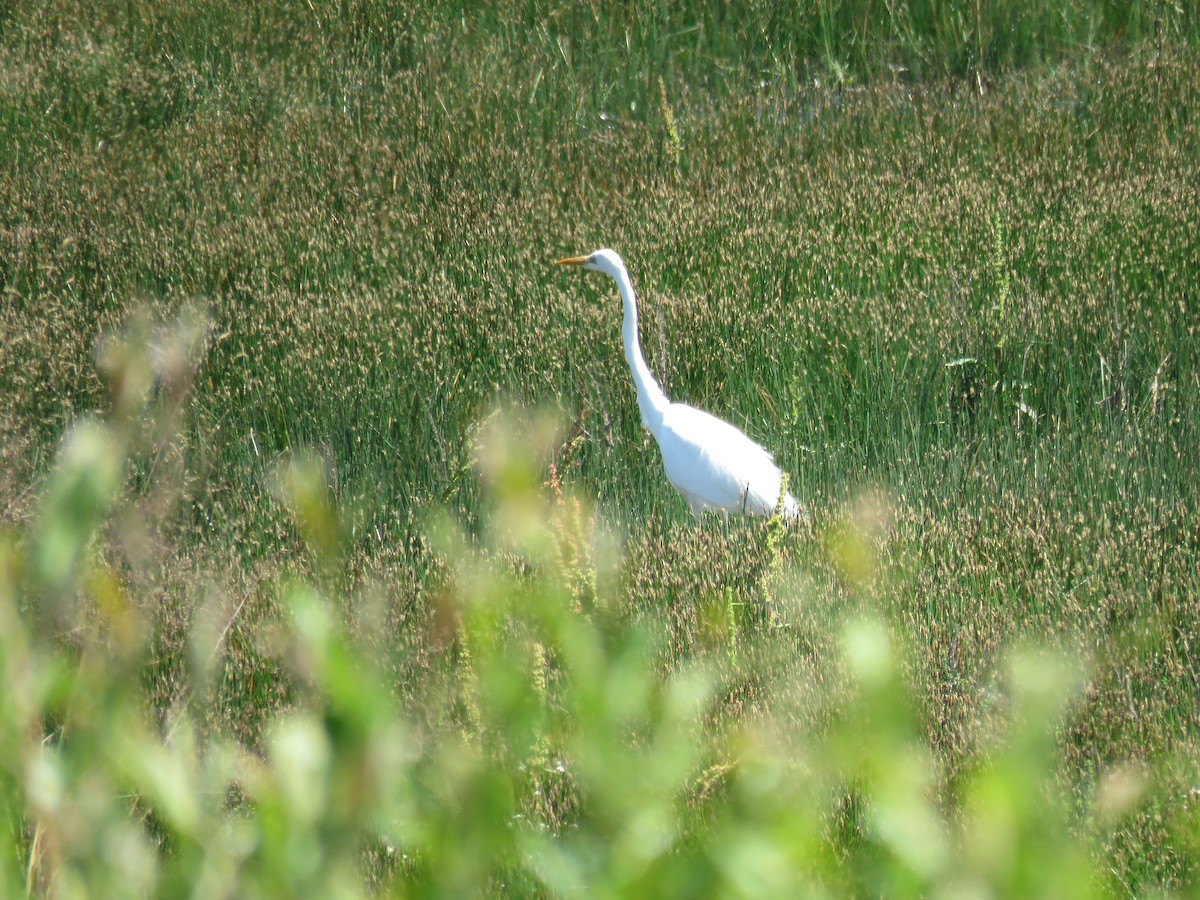 Great Egret - ML620748785