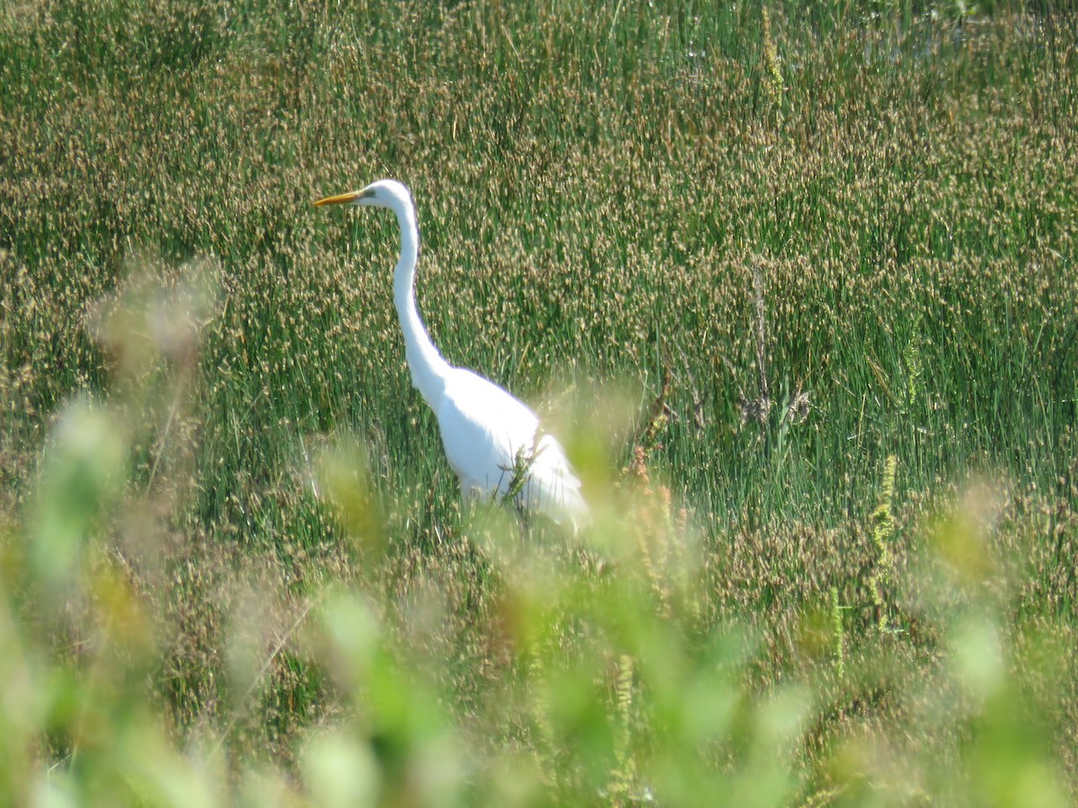 Great Egret - ML620748786