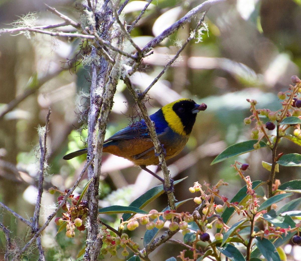 Golden-collared Tanager - ML620748787