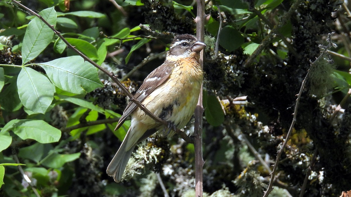 Cardinal à tête noire - ML620748788