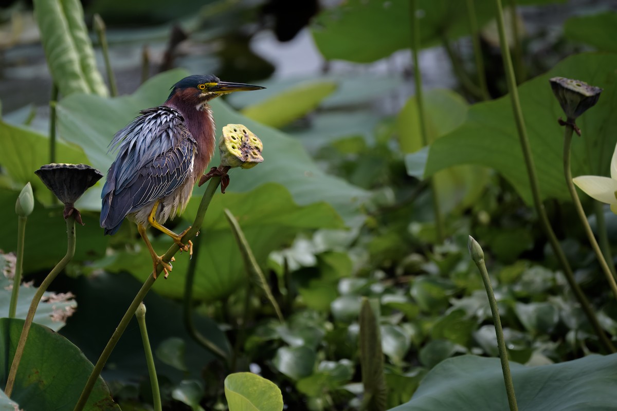 Green Heron - ML620748805