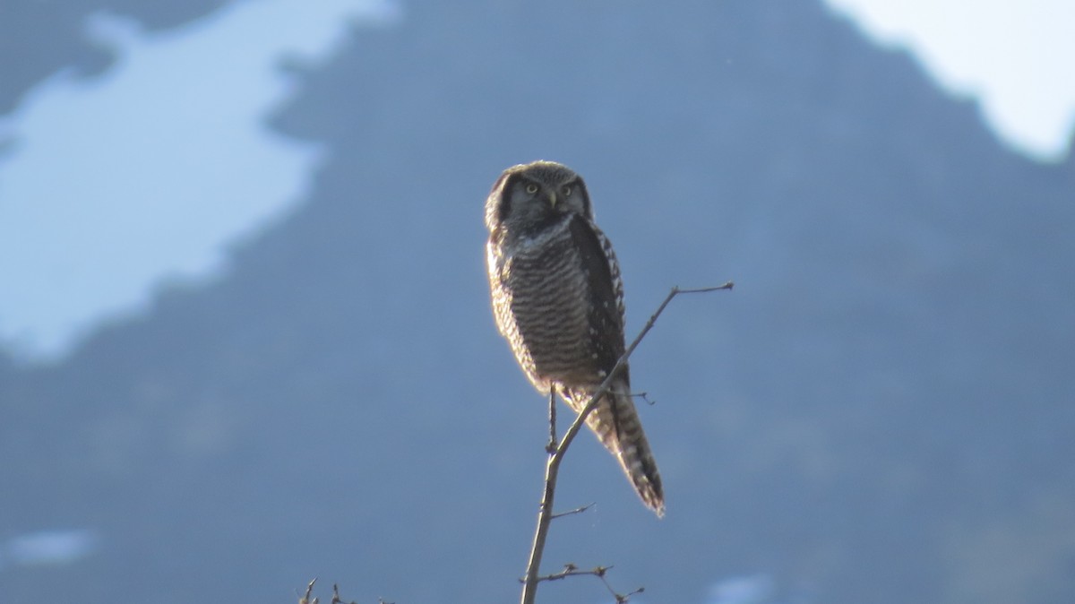 Northern Hawk Owl - ML620748806