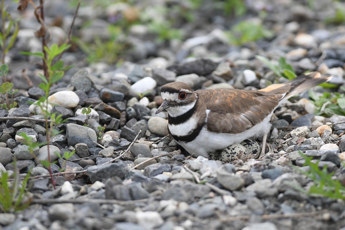 Killdeer - ML620748818