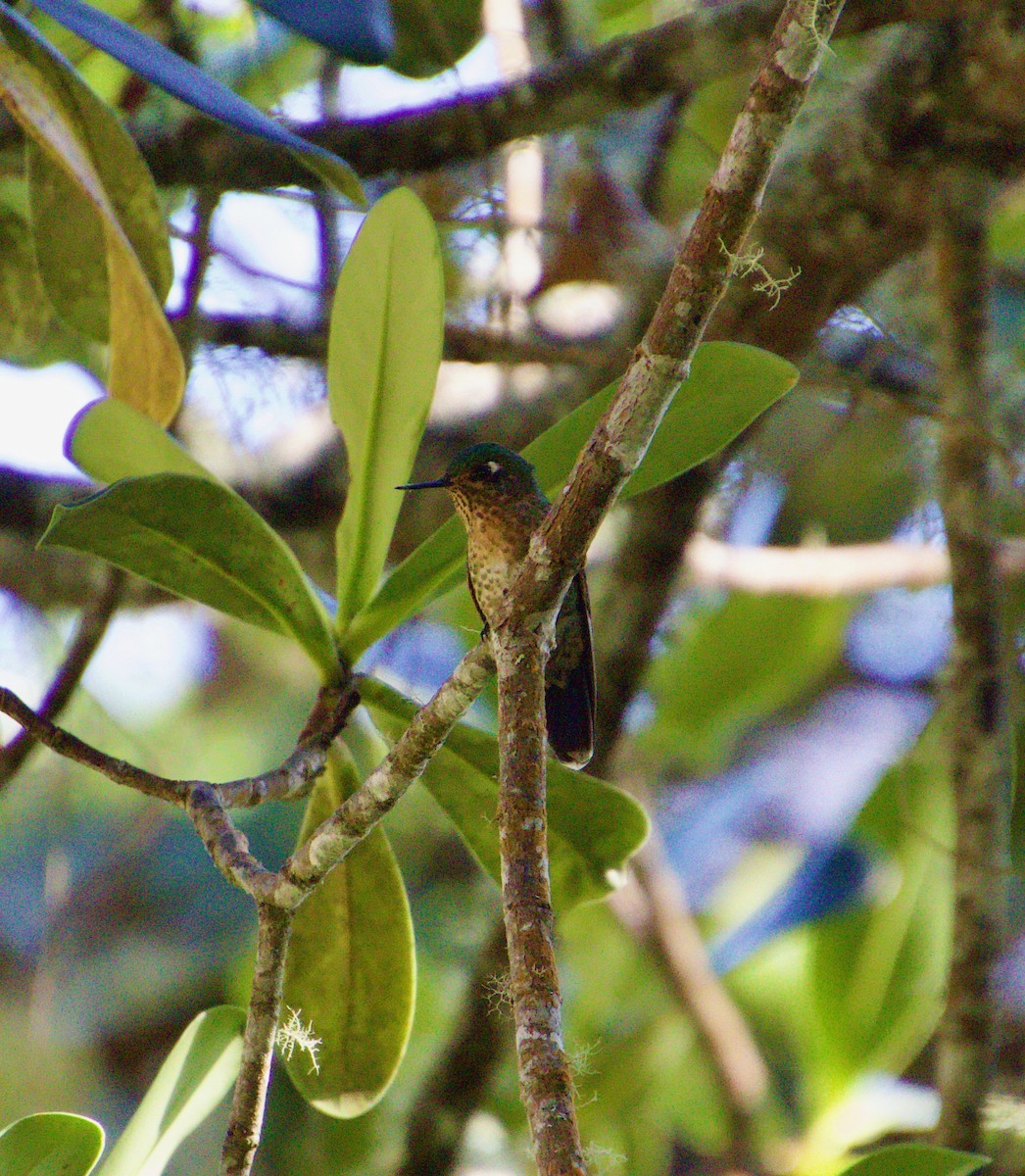 kolibřík dřišťálový - ML620748819