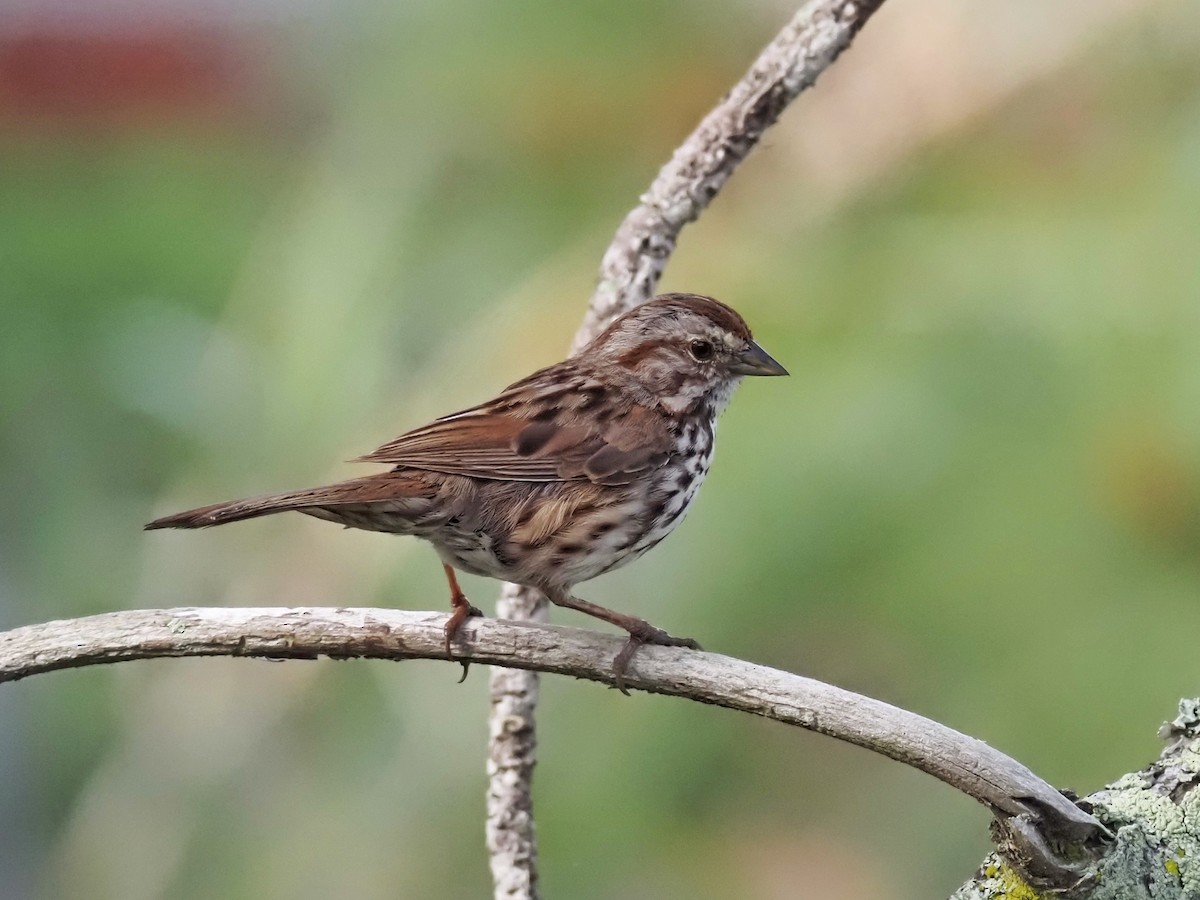 Song Sparrow - ML620748837