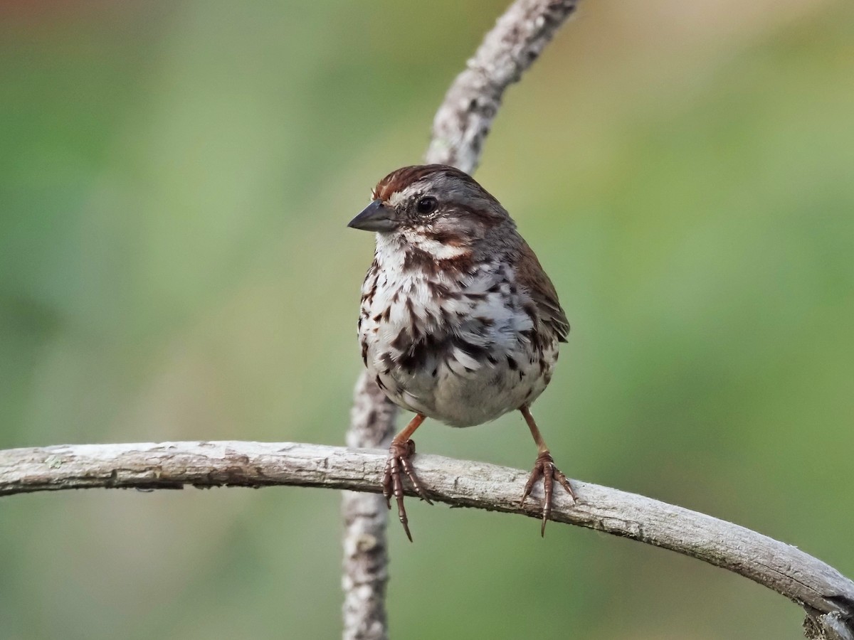 Song Sparrow - Gjon Hazard