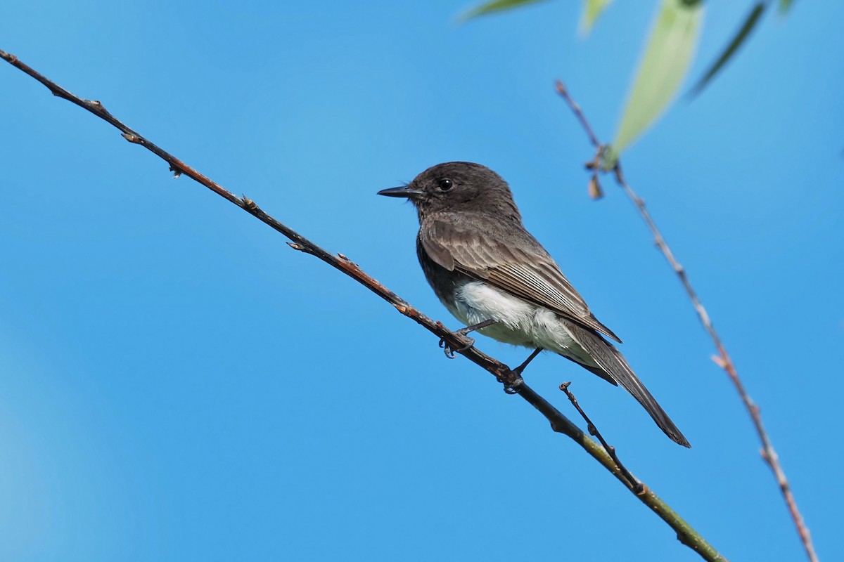 Black Phoebe - ML620748880