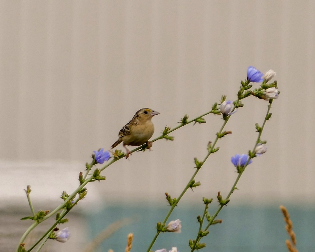 Grasshopper Sparrow - ML620748881