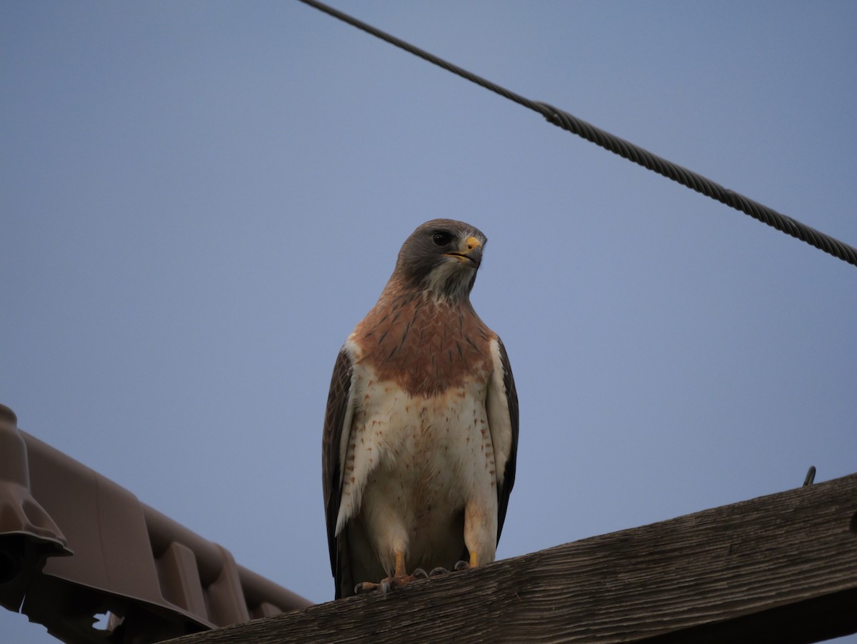 Swainson's Hawk - ML620748882