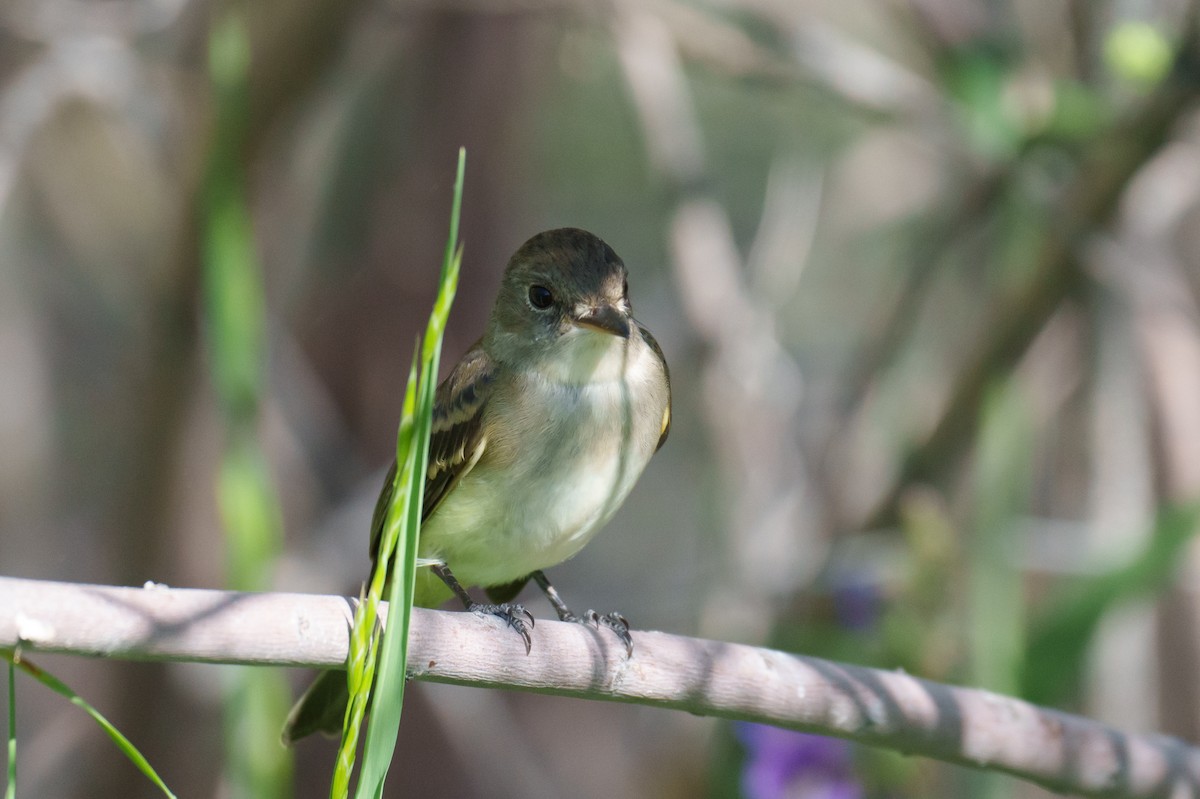 Willow Flycatcher - Linda Chittum