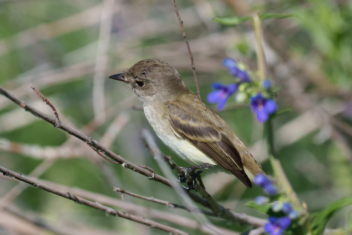 Willow Flycatcher - Linda Chittum