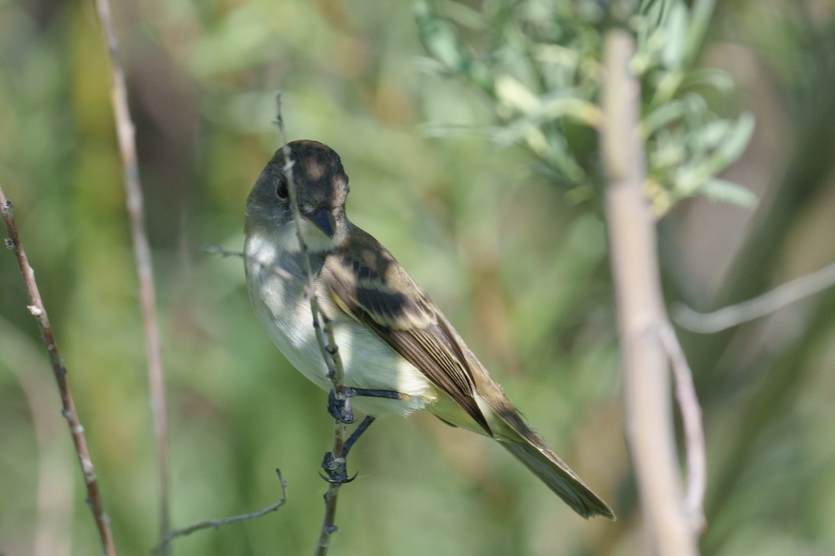 Willow Flycatcher - ML620748885