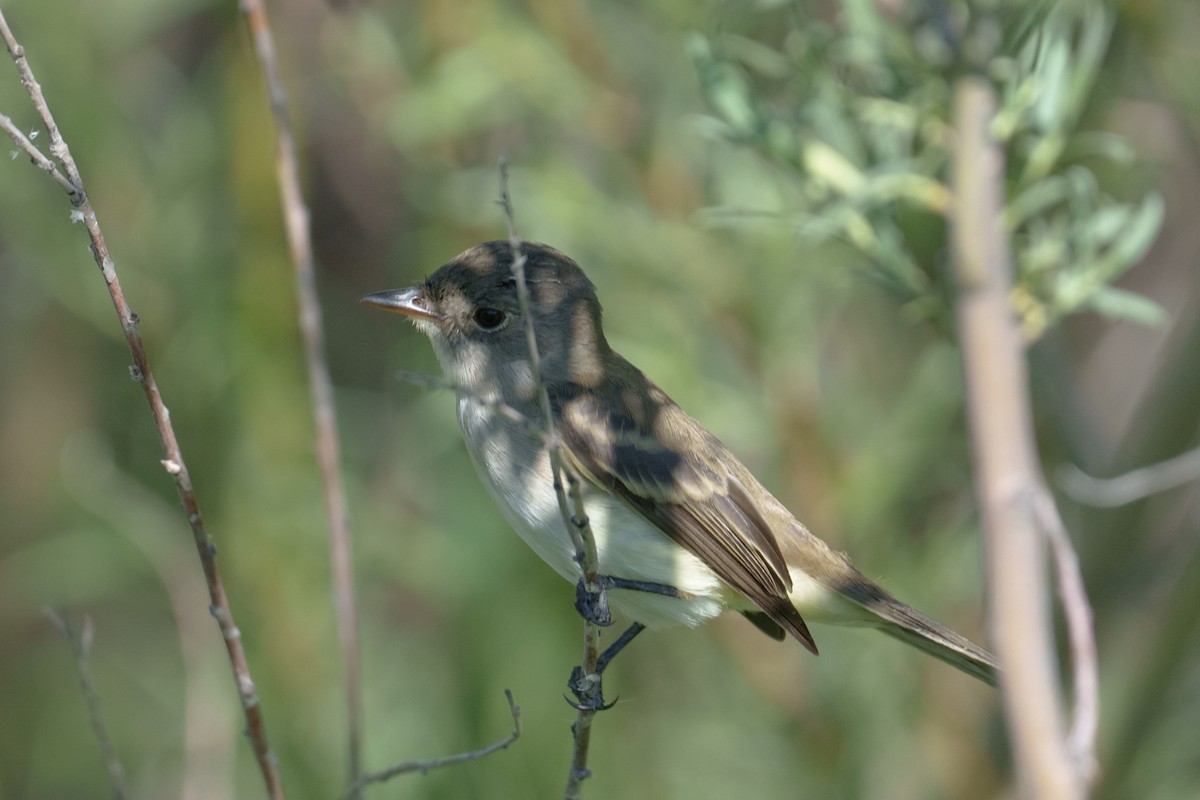 Willow Flycatcher - ML620748886