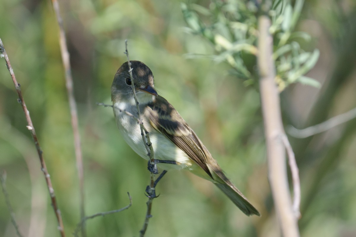 Willow Flycatcher - ML620748887