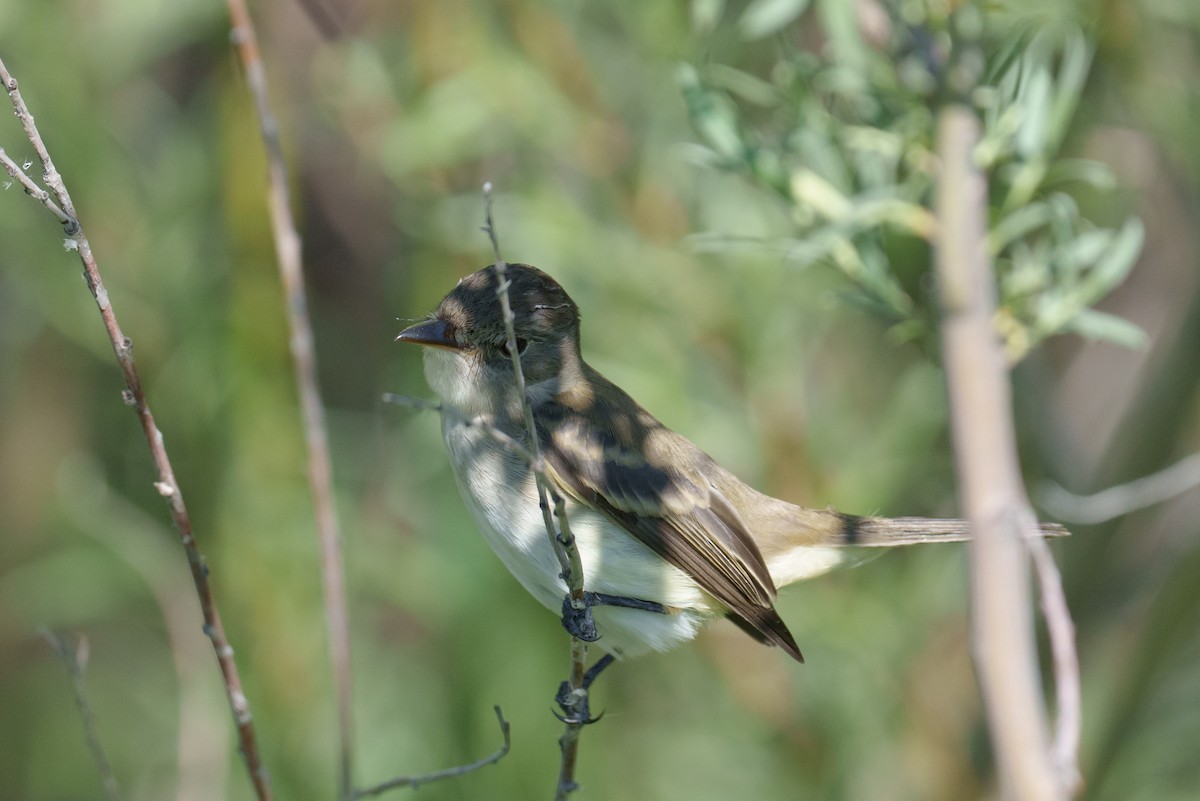 Willow Flycatcher - ML620748888