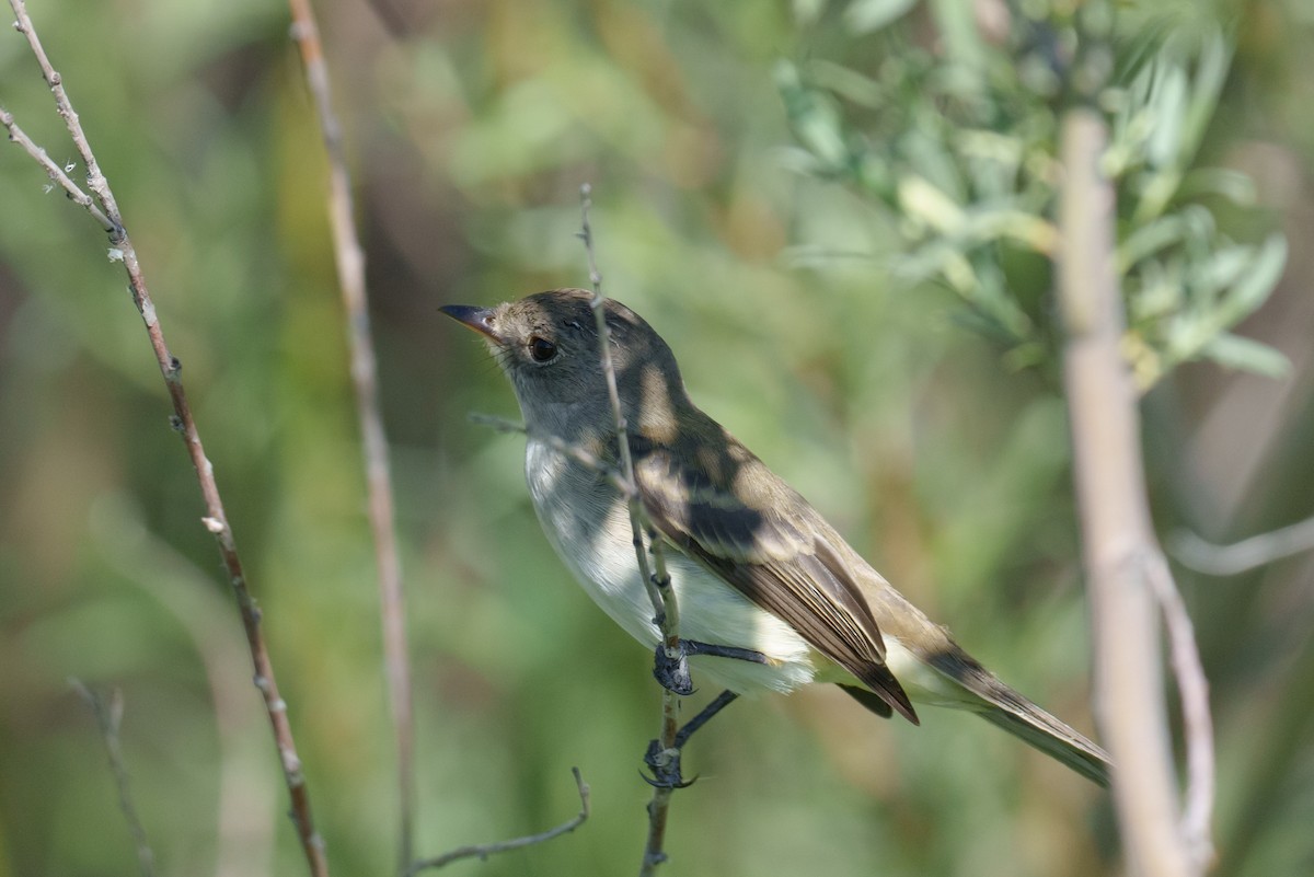Willow Flycatcher - ML620748889