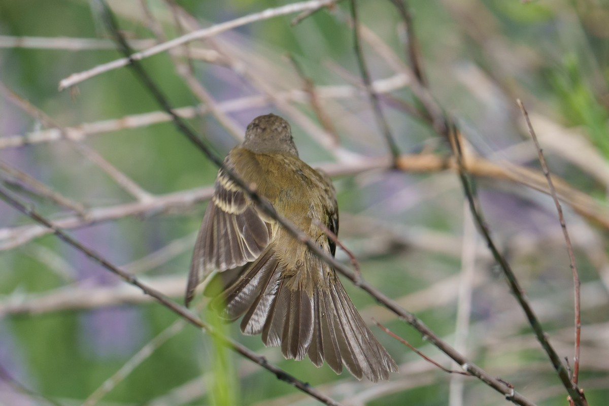 Willow Flycatcher - ML620748890