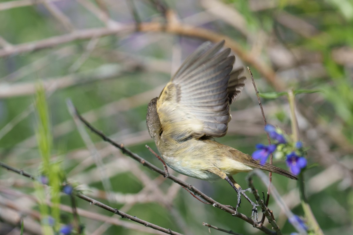 Willow Flycatcher - ML620748891