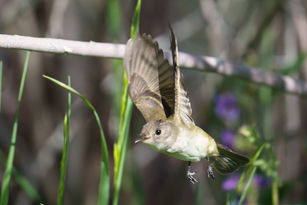 Willow Flycatcher - ML620748892