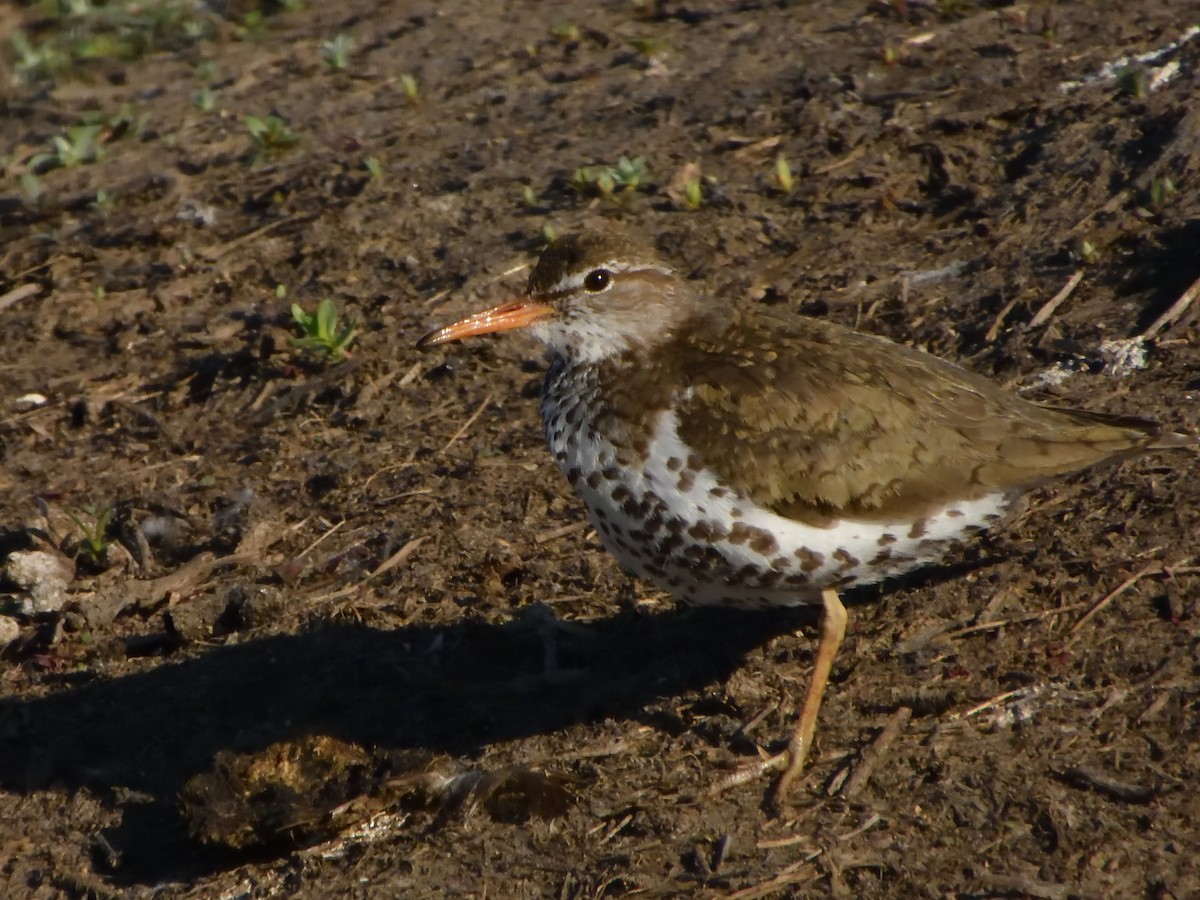 Spotted Sandpiper - ML620748895