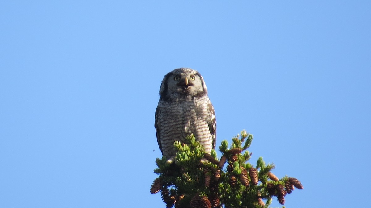 Northern Hawk Owl - ML620748899