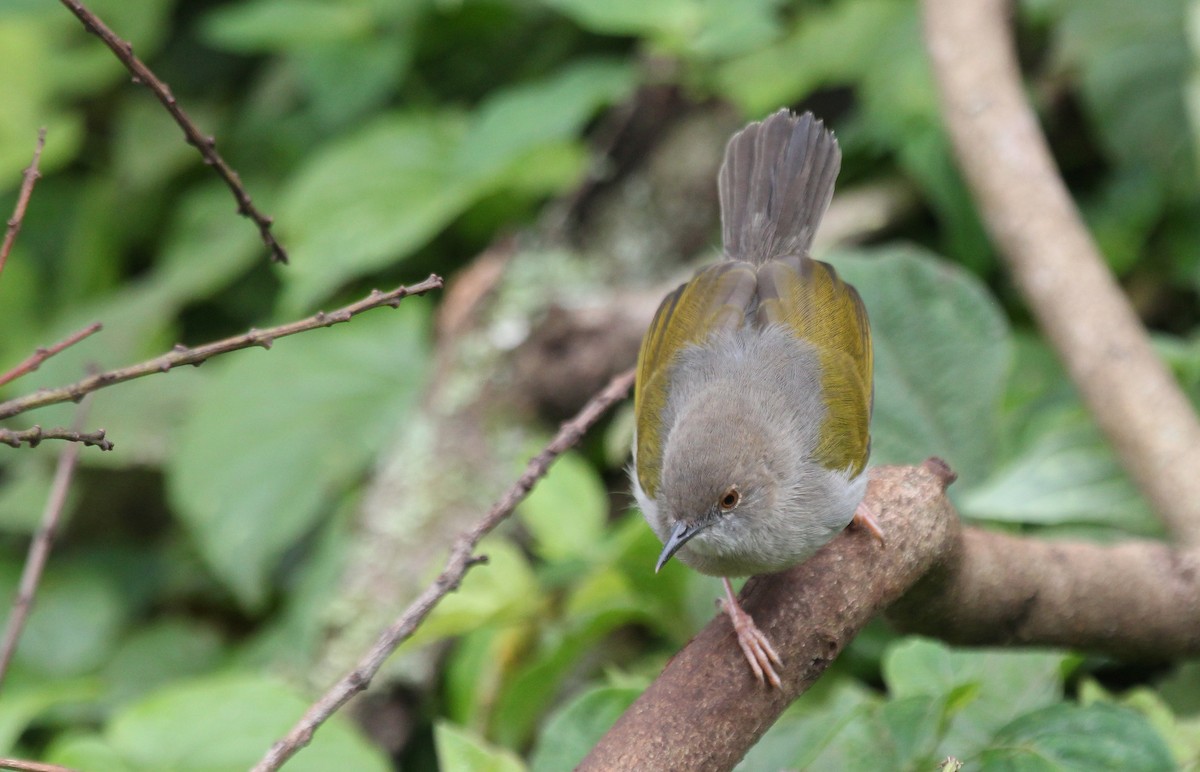 Green-backed Camaroptera (Gray-backed) - ML620748902