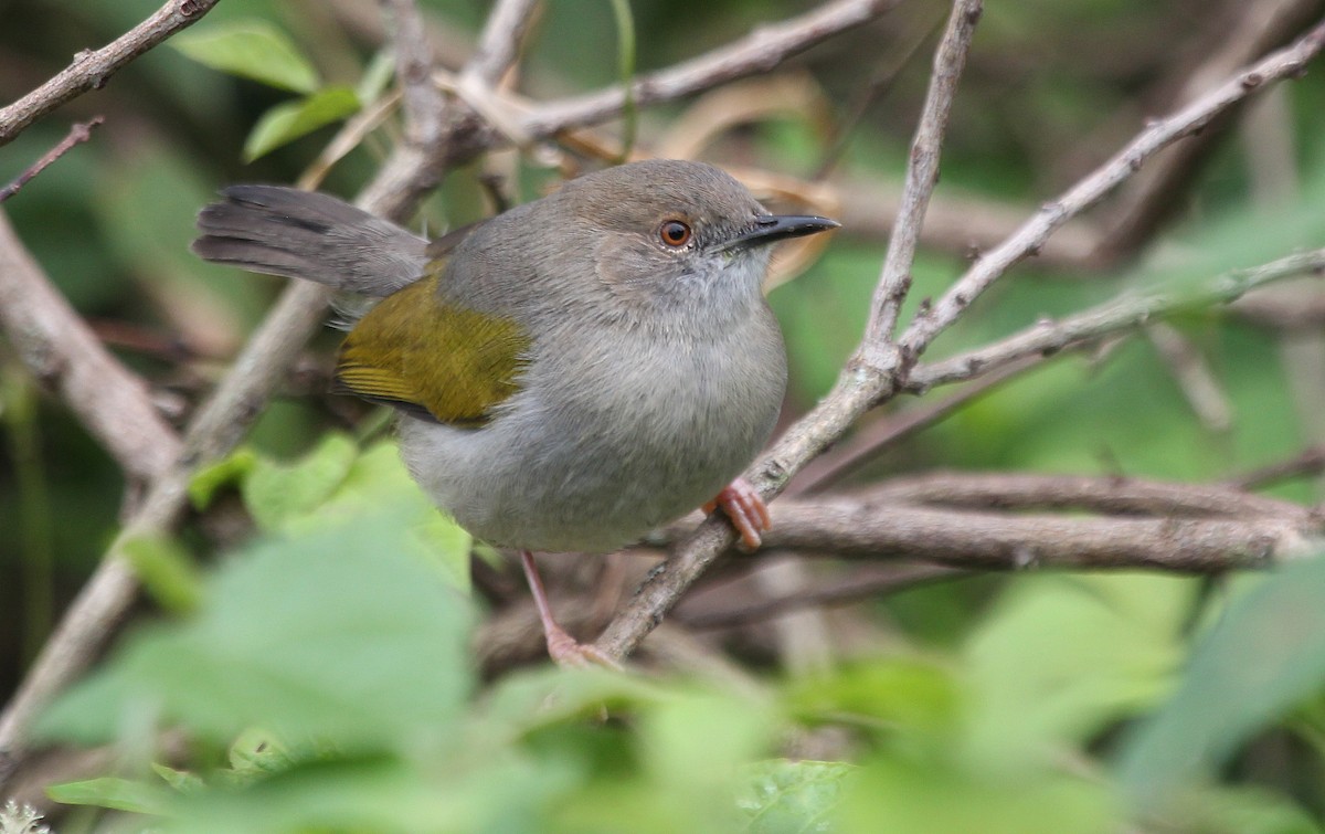 villnissanger (brevicaudata gr.) (gråryggsanger) - ML620748903