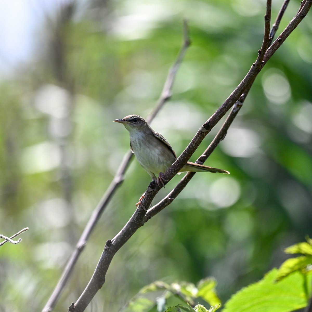 Pleske's Grasshopper Warbler - ML620748910