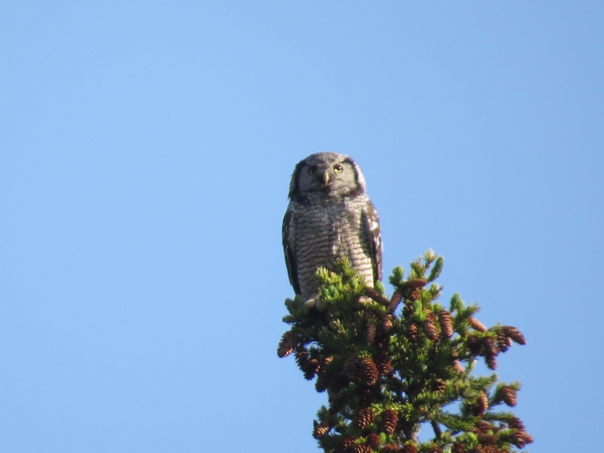 Northern Hawk Owl - ML620748918