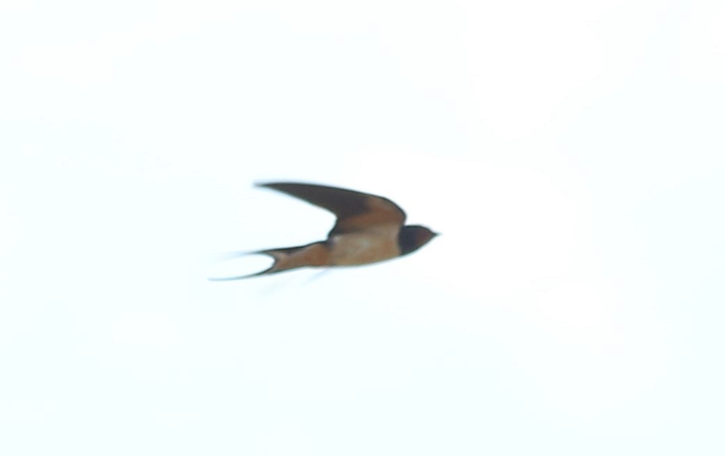 Barn Swallow - ML620748919