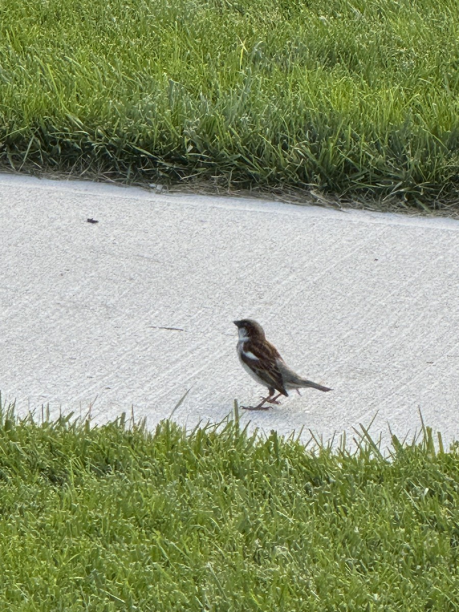 House Sparrow - ML620748927