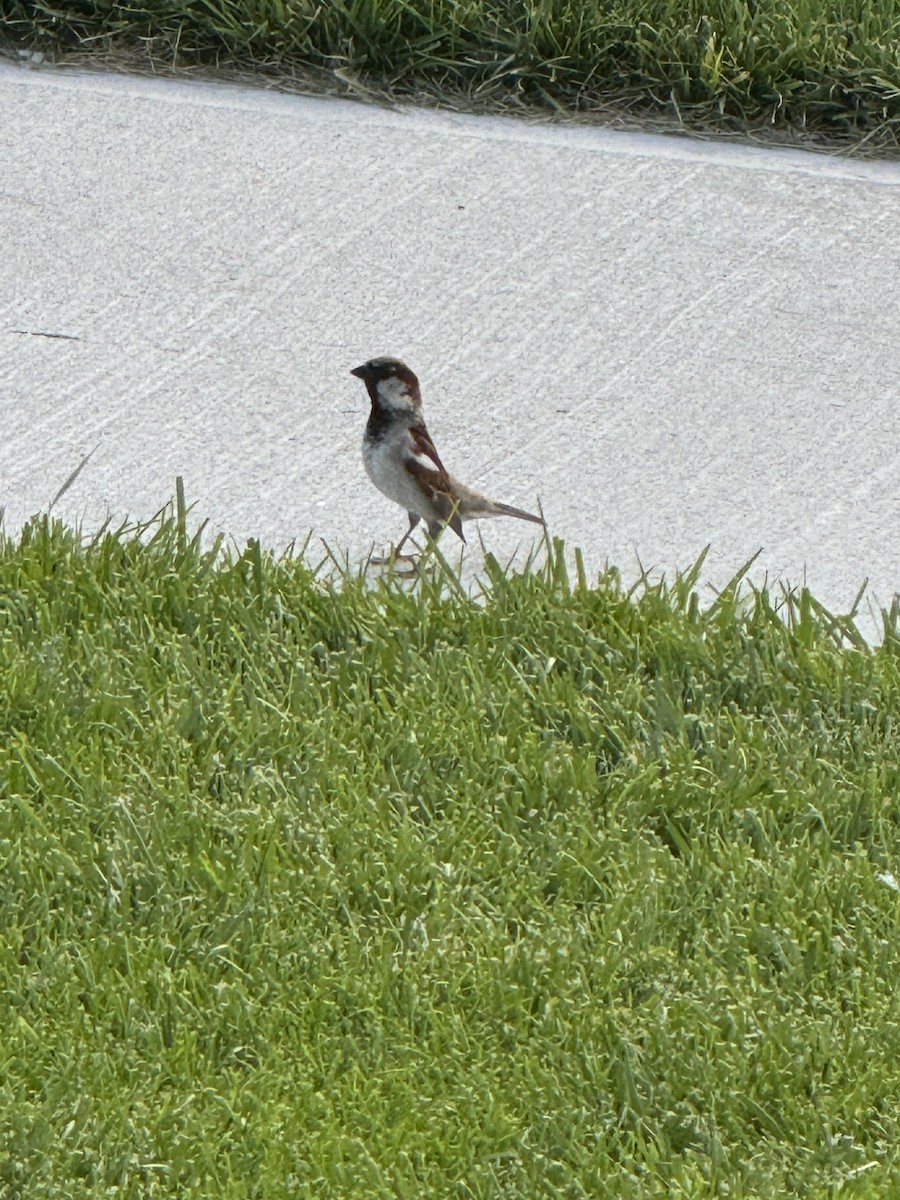 House Sparrow - ML620748928