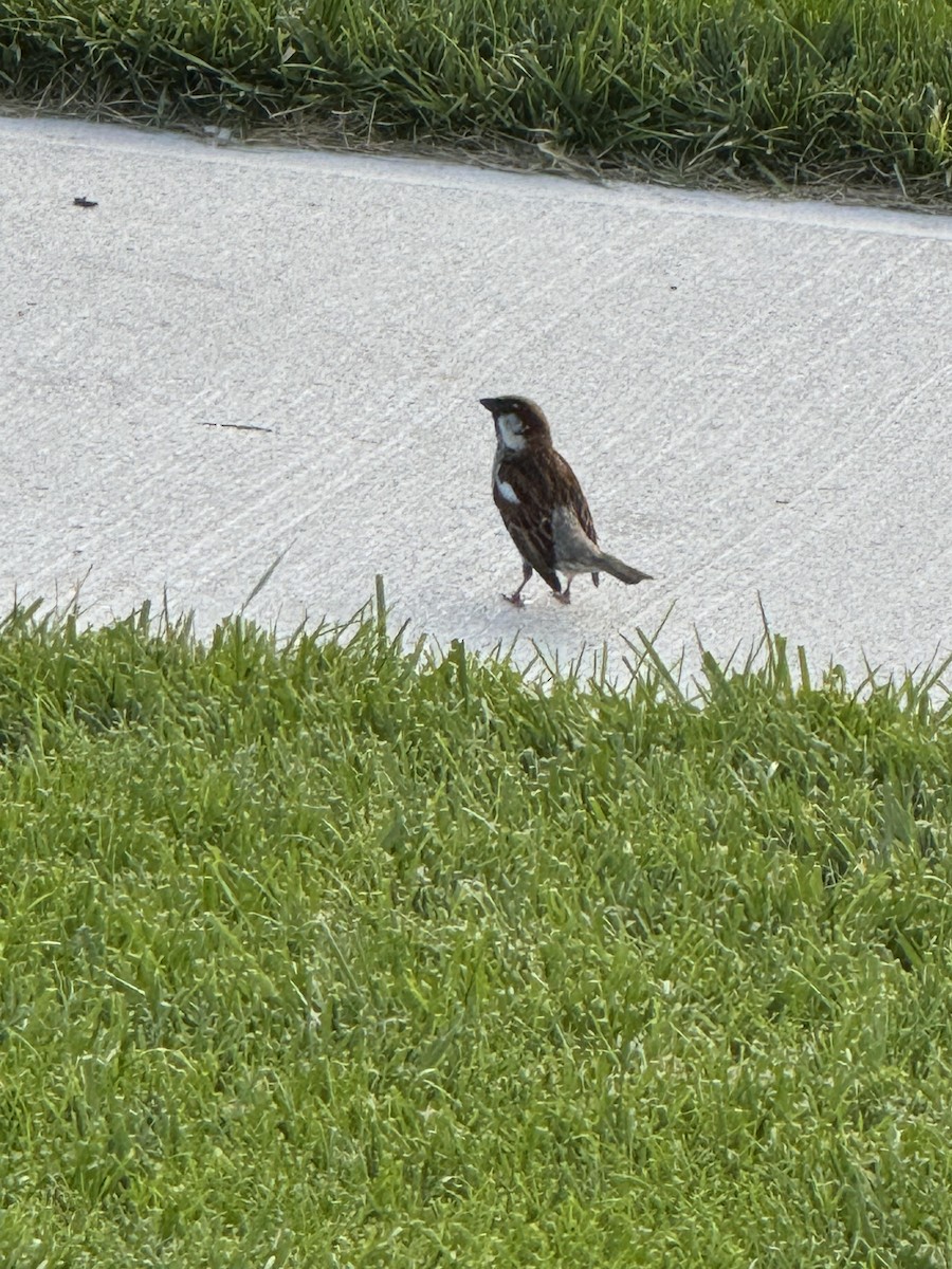 House Sparrow - ML620748929