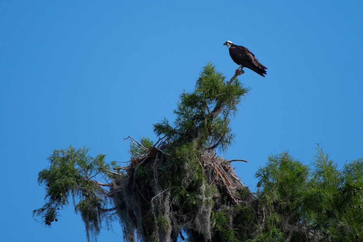 Osprey - ML620748933