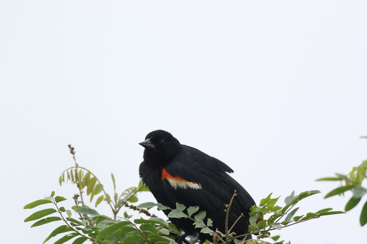 Red-winged Blackbird - ML620748945