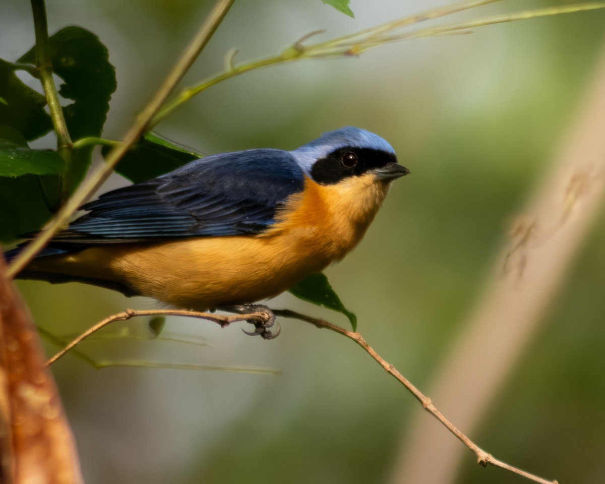 Fawn-breasted Tanager - ML620748949