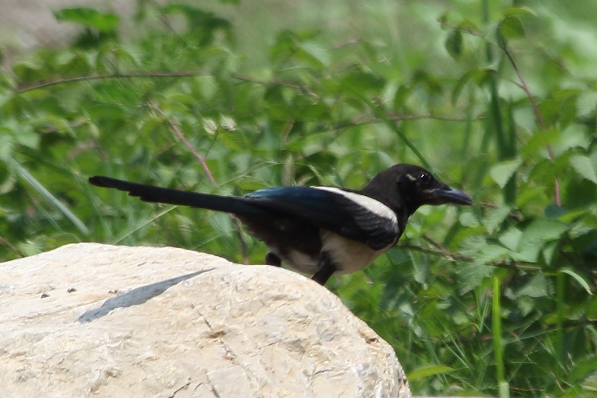 Eurasian Magpie - ML620748950