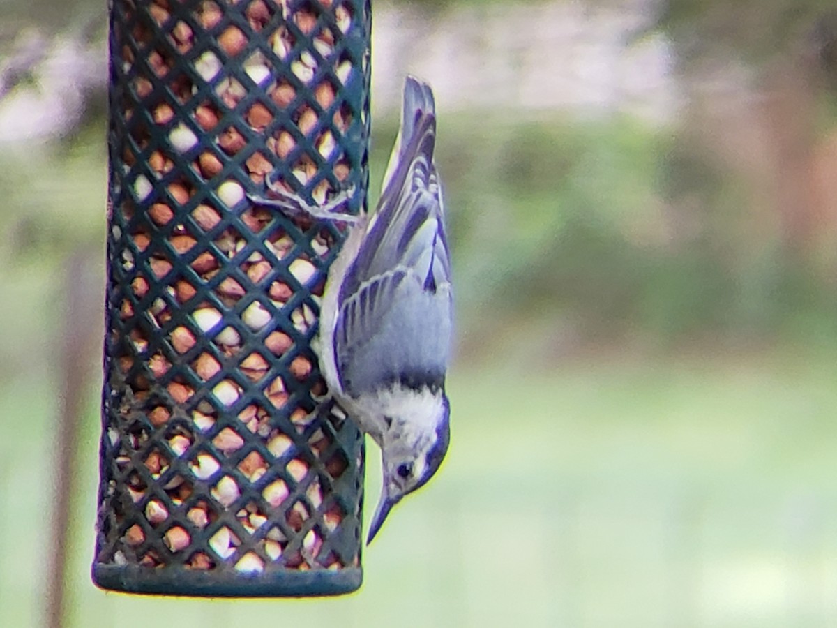 White-breasted Nuthatch - ML620748953