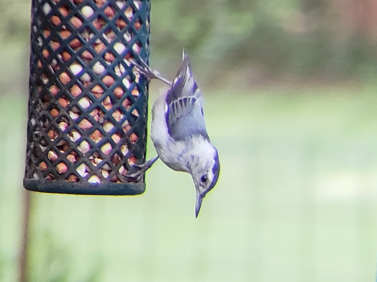 White-breasted Nuthatch - ML620748954