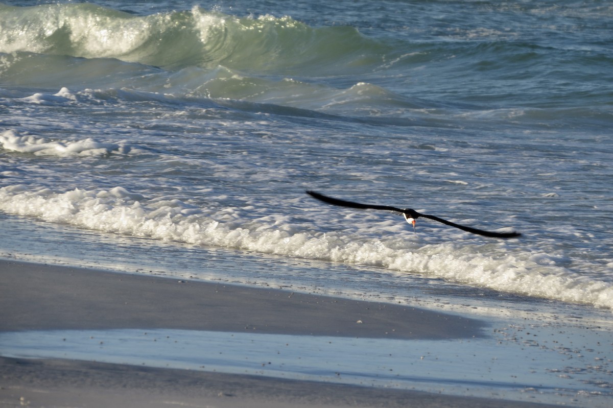 Black Skimmer - ML620748969