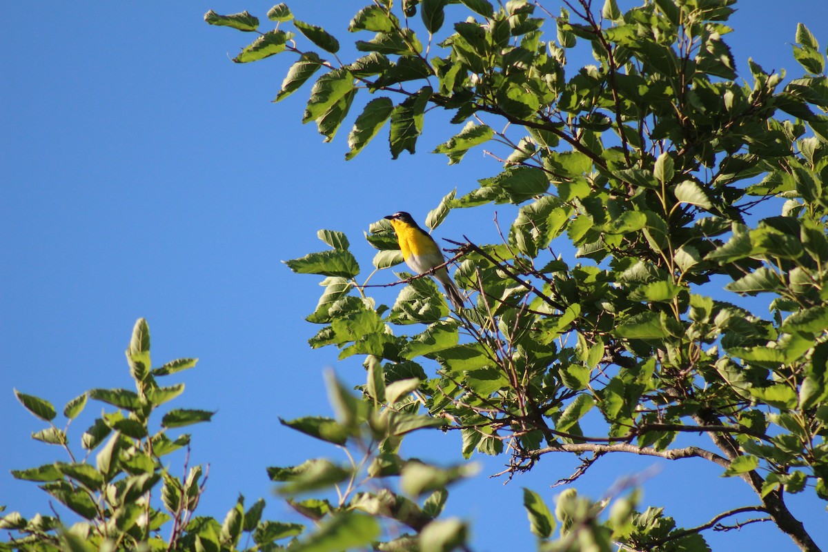 Yellow-breasted Chat - ML620748974