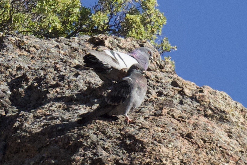 Rock Pigeon (Feral Pigeon) - ML620748979