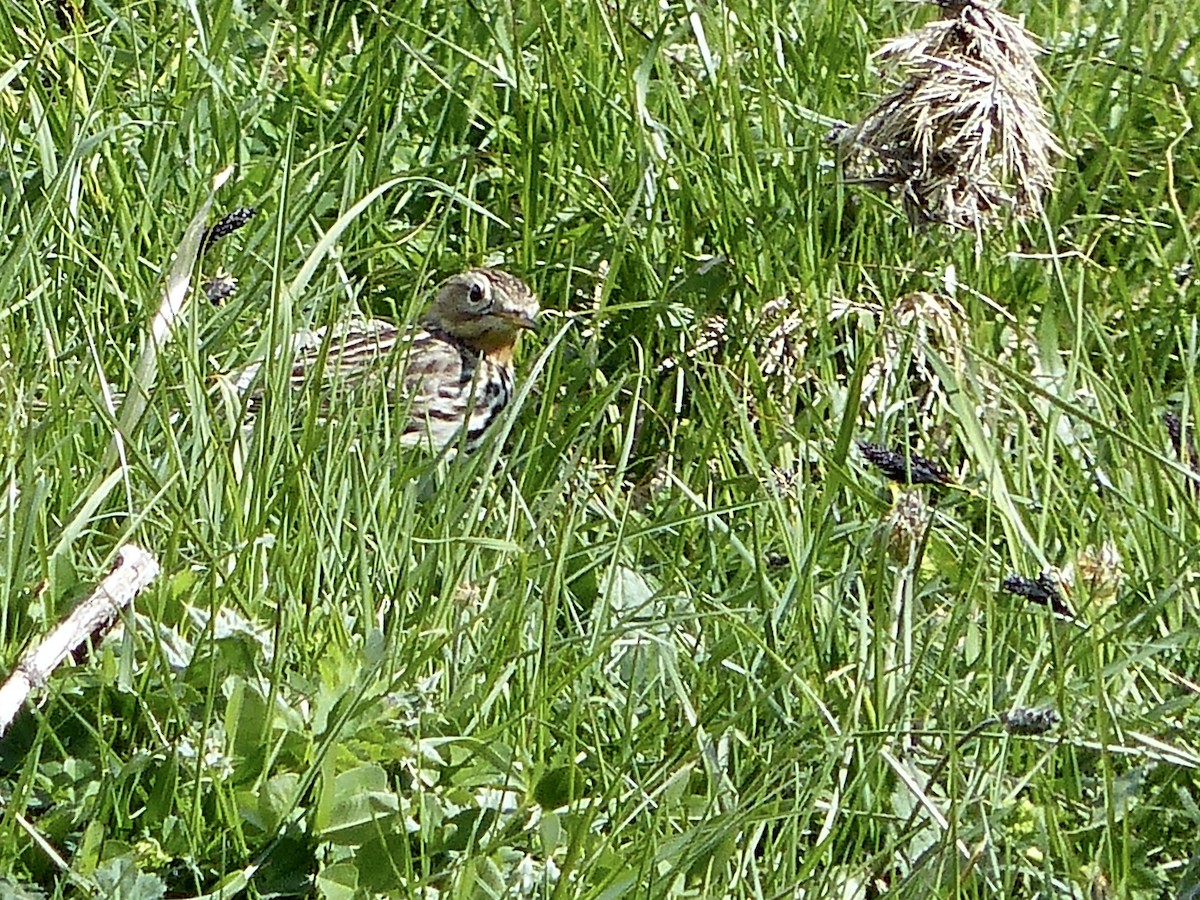 Red-throated Pipit - ML620748980