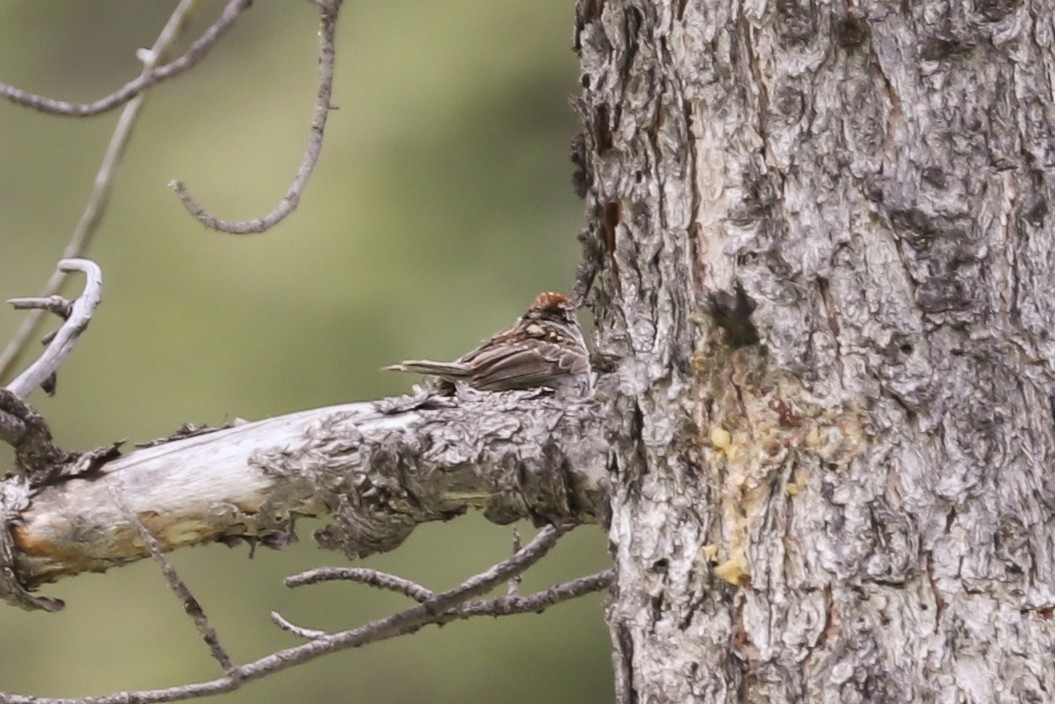 Chipping Sparrow - ML620748984