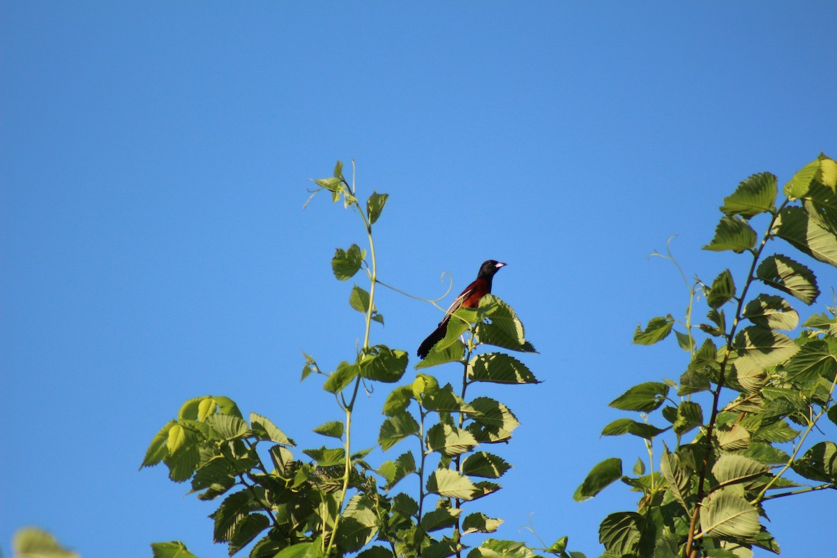 Orchard Oriole - ML620748987