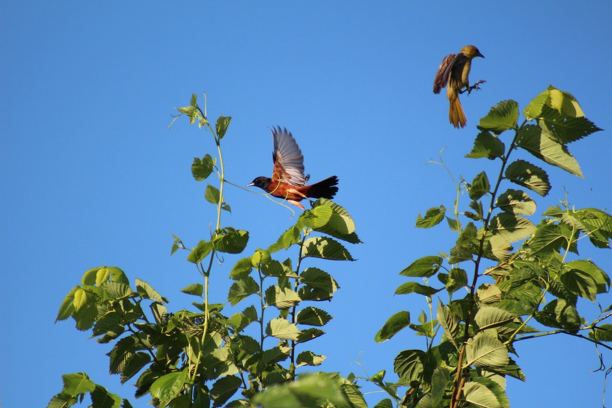 Orchard Oriole - ML620748988