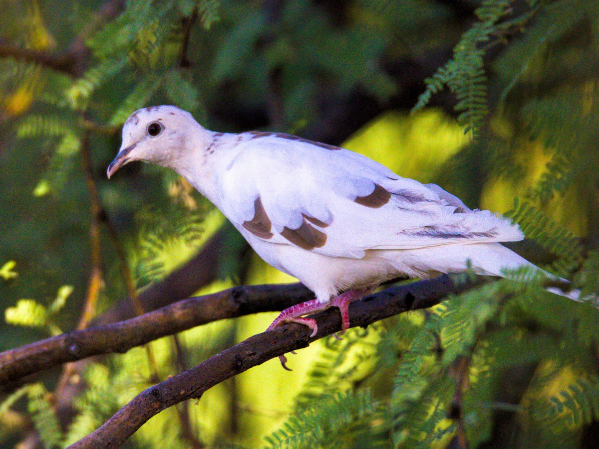 pigeon/dove sp. - ML620748993