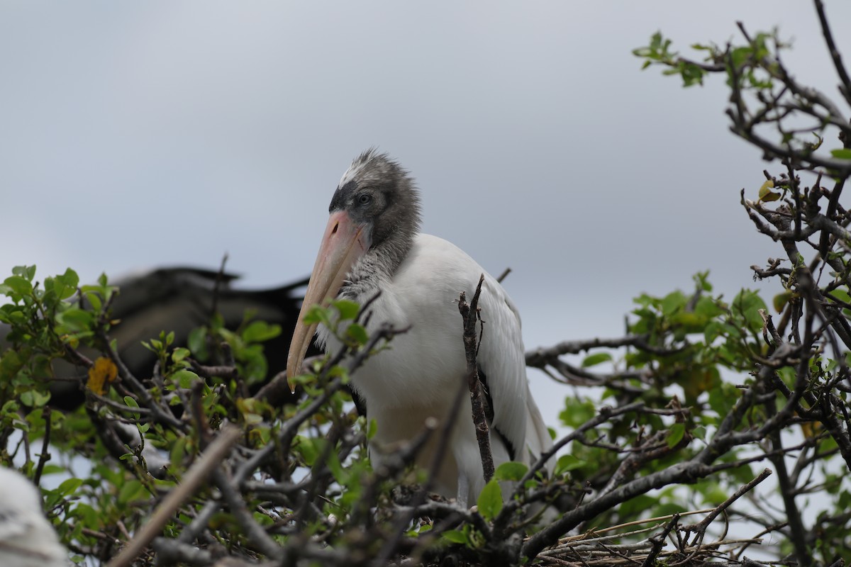 Wood Stork - ML620749007