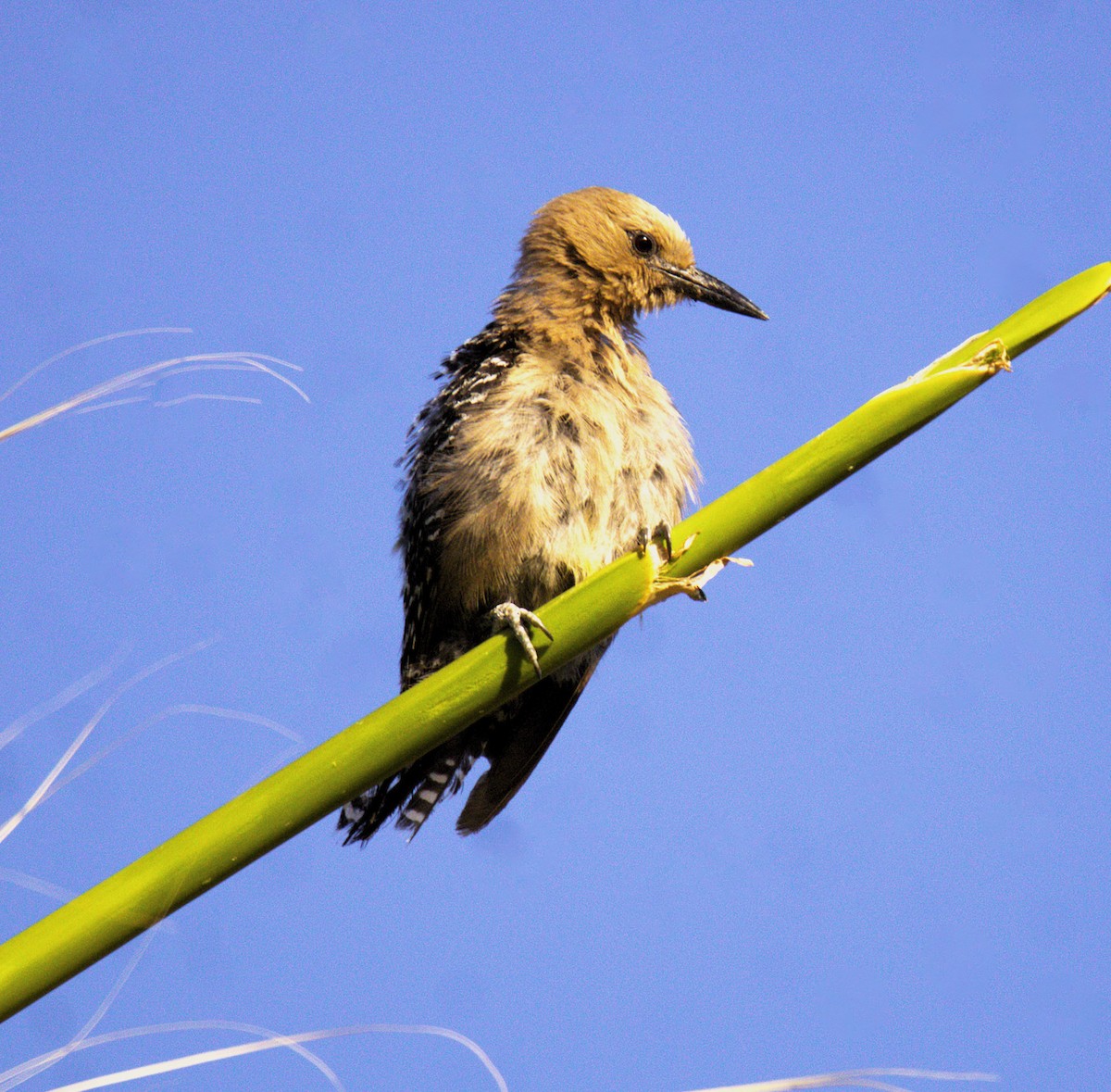 Gila Woodpecker - ML620749012