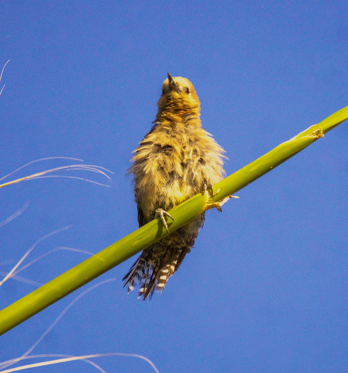 Gila Woodpecker - ML620749016